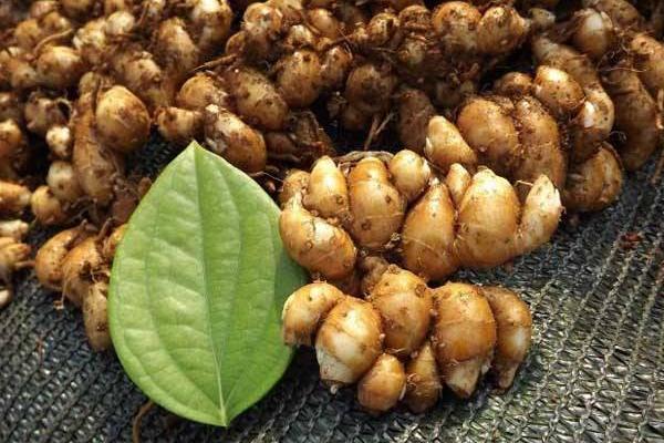 广东沙姜种植方法