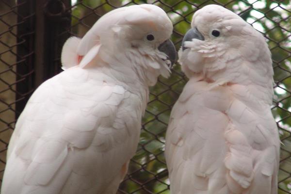 大白凤头鹦鹉市场价格多少钱一只 中国养大白鹦鹉合法吗