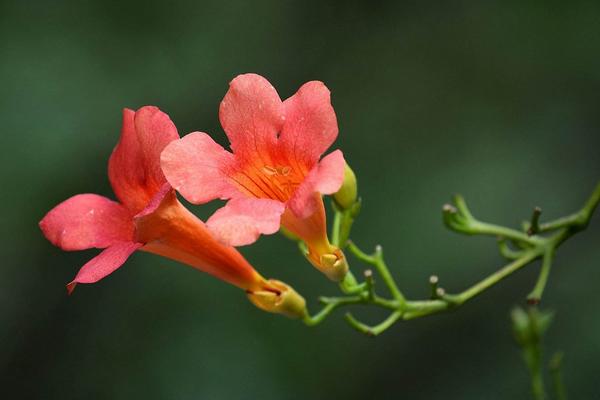 凌霄花功效与作用 凌霄花药用价值