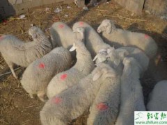 小尾寒羊种公羊如何饲养管理