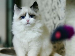 布偶猫市场价格多少钱一只,布偶猫为什么这么贵