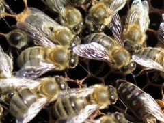 蜜蜂白垩病防治妙招