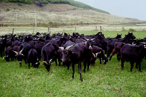养30只黑山羊要多少钱 黑山羊养殖前景及利润怎么样