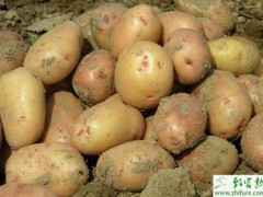 土豆低产原因及应对措施