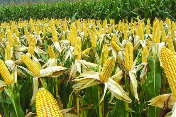 玉米多少天成熟 玉米怎么种才能高产