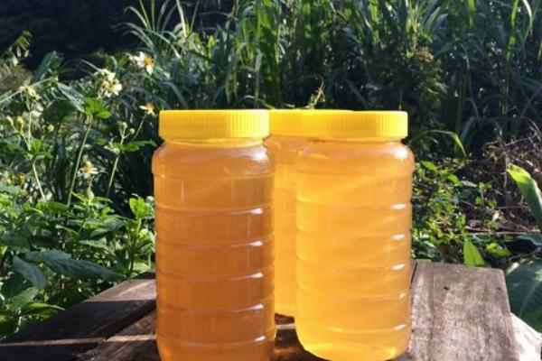 鸭脚木蜂蜜功效与作用 鸭脚木蜂蜜是几等蜂蜜