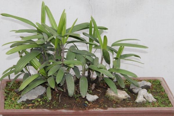 棕竹怎么浇水 棕竹叶子发黄原因及解决方法
