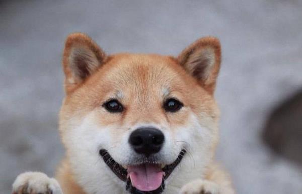 纯种柴犬市场价格多少钱一只 柴犬养公的还是母的好