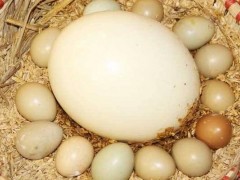 鸵鸟蛋市场价格多少钱一个,鸵鸟蛋一个有多重