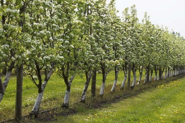 梨树种植密度