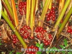 贡山草果的经济效益和种植提示