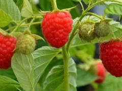双季红树莓怎么种,双季红树莓种植技术与管理方