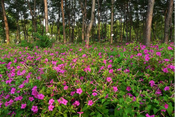 紫茉莉图片大全 紫茉莉花语及寓意