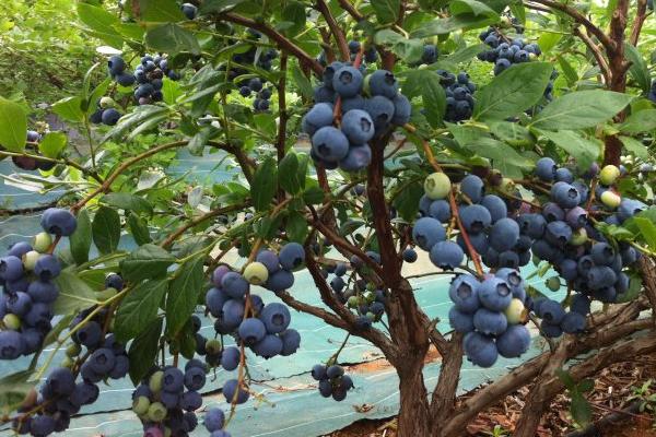 蓝莓种植前景