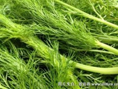 2018种茴香赚钱吗?茴香种植的利润与投资成本及前