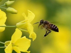 蜜蜂怎么养不会跑,蜜蜂病害与敌害防治