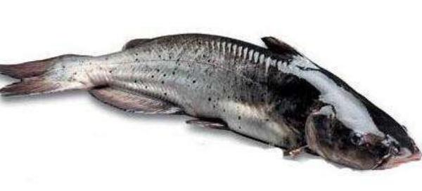 斑点叉尾鮰鱼市场价格多少钱一斤 斑点叉尾鮰鱼好吃吗