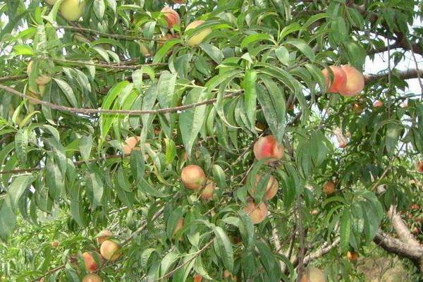 四川适合种植什么果树