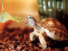苏卡达陆龟市场价格多少钱一只,苏卡达陆龟认识