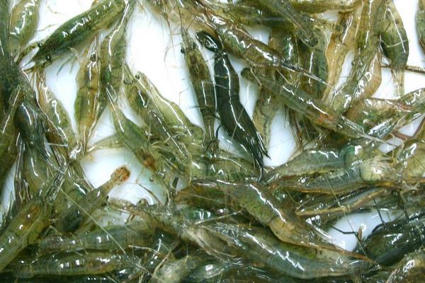 淡水虾养殖一亩利润有多少 无公害淡水虾养殖技术