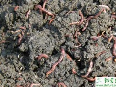 养殖蚯蚓的采收方法