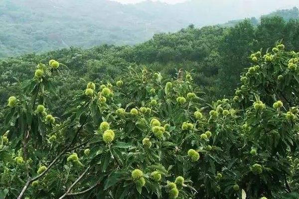 大红袍板栗种植条件