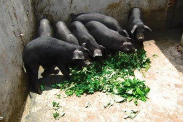 黑猪肉市场价格多少钱一斤 黑猪的养殖技术