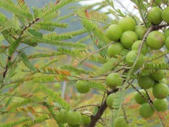 橄榄树种植方法,主要为嫁接繁殖和种子繁殖两种