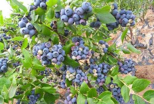 我国蓝莓产业现有的种植优势可以表现为以下几个方面：