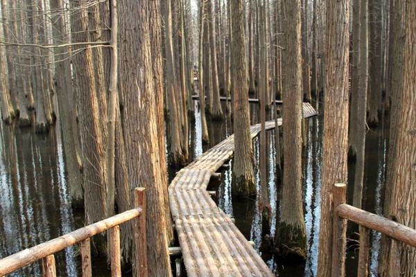 水杉盆景市场价格多少钱一盆 水杉盆景的种植方法