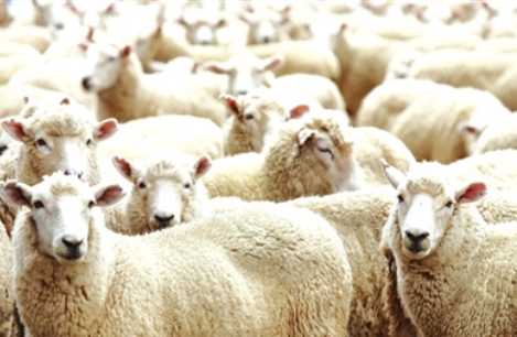 湖羊与绵羊有什么区别 湖羊毛和皮的作用