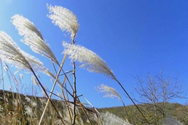 芦苇图片大全 芦苇的花语及寓意