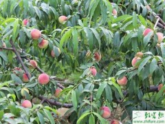 种桃树怎么设施栽培