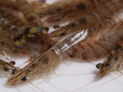 基围虾的养殖方法,淡水养殖基围虾技术