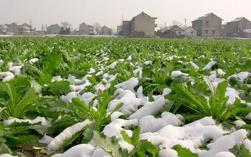 2017种雪菜赚钱吗?