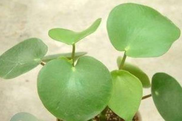 荷叶椒草功效与作用及禁忌 荷叶椒草的养殖方法