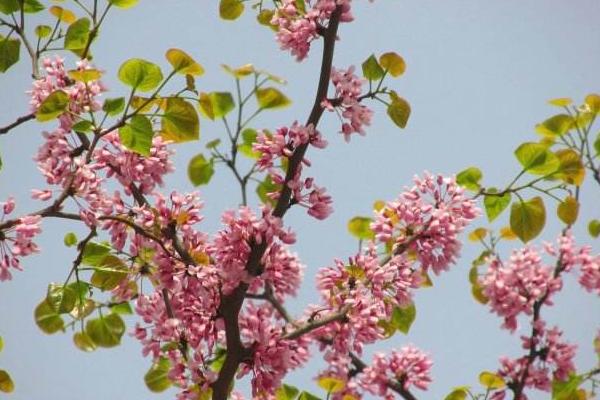 紫荆花图片大全 紫荆花语及寓意