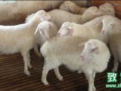 湖羊与绵羊有什么区别,湖羊毛和皮的作用