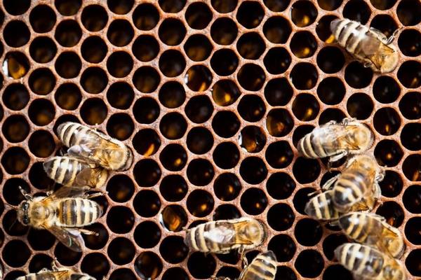 养蜂要什么手续？养蜂证办理流程