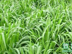 黑麦草适合什么样的生长环境,黑麦草的病虫防害