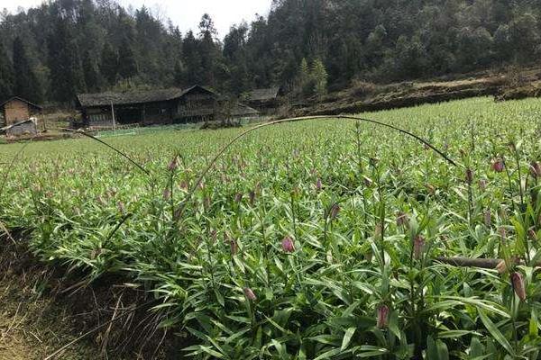 川贝母种植条件