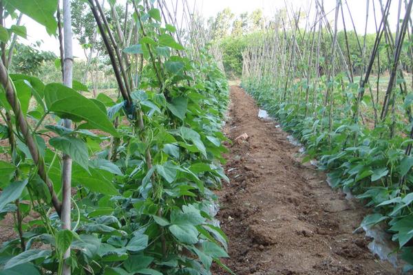 芸豆的种植方法