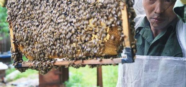 养蜂蜜需要多少成本100箱养蜂利润如何 养蜂赚钱吗