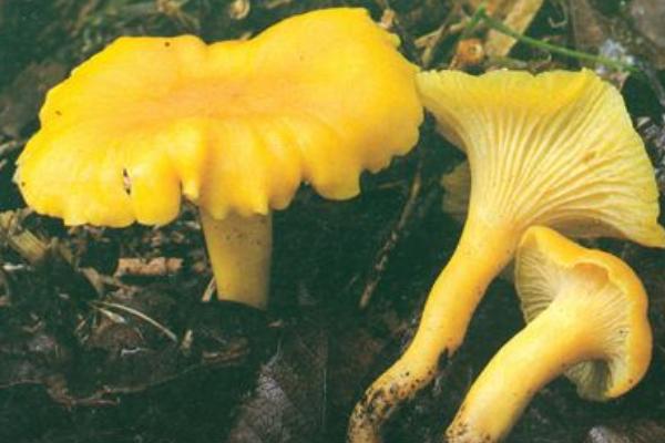 野生黄丝菌市场价格多少钱一斤 黄丝菌可以人工种植吗