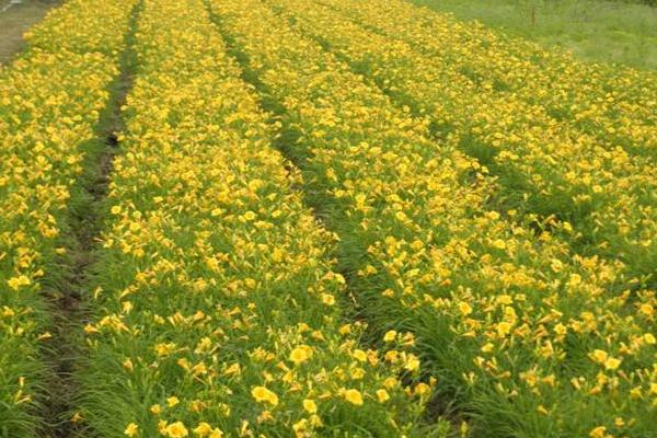 黄花菜采摘后怎么管理 黄花菜下雨天怎么处理