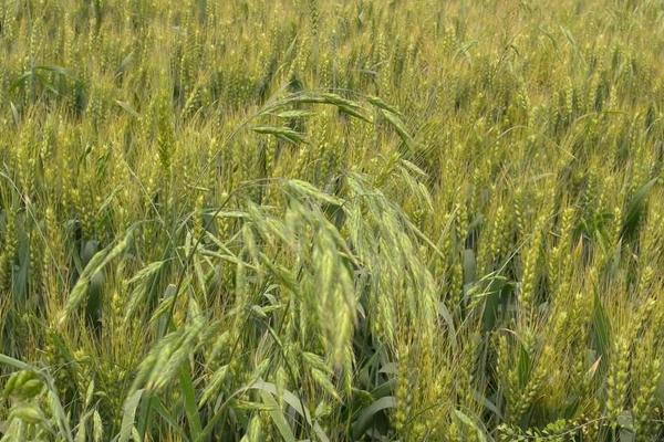 小麦除草温度低