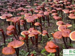 种灵芝子实体嫁接技术