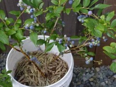 阳台怎样种蓝莓