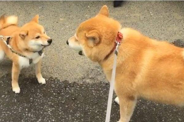 柴犬好养吗 柴犬掉毛吗 柴犬的缺点是什么