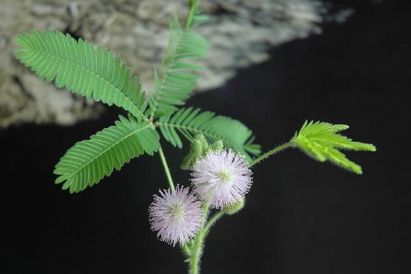 含羞草种子怎么种 含羞草什么时候种